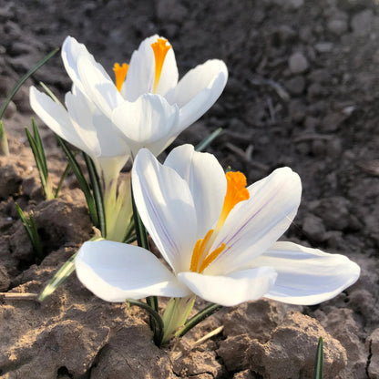 White Saffron Crocus Bulbs – Rare White Flowering Crocus for Gardens