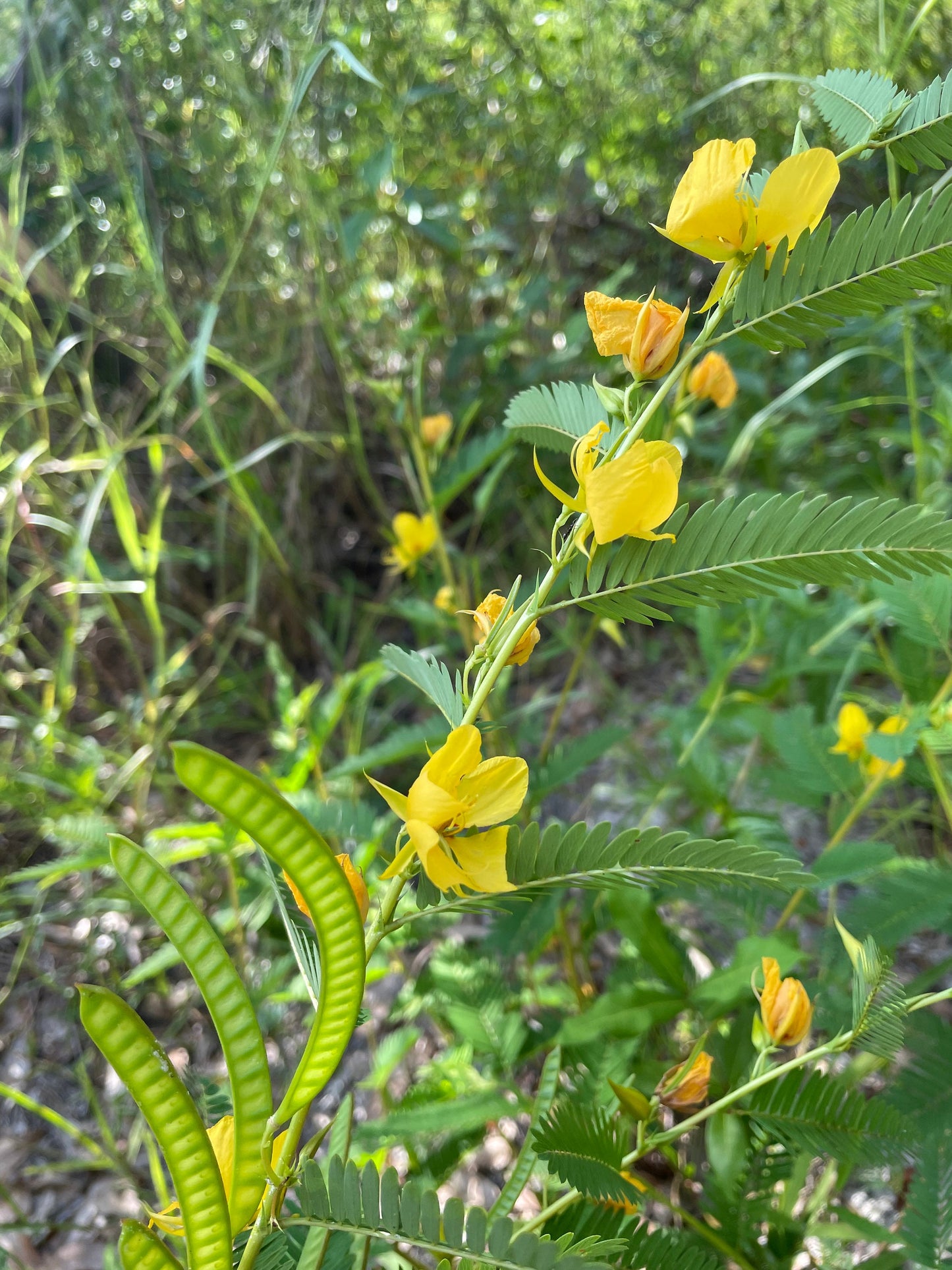 Partridge Pea For Planting – Vegetable Seeds High Yield
