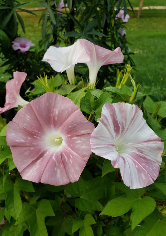 Silver Stars Japanese – Garden Flower Seeds