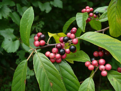 Carolina Buckthorn Seeds for Planting - Indian Cherry - Rhamnus caroliniana