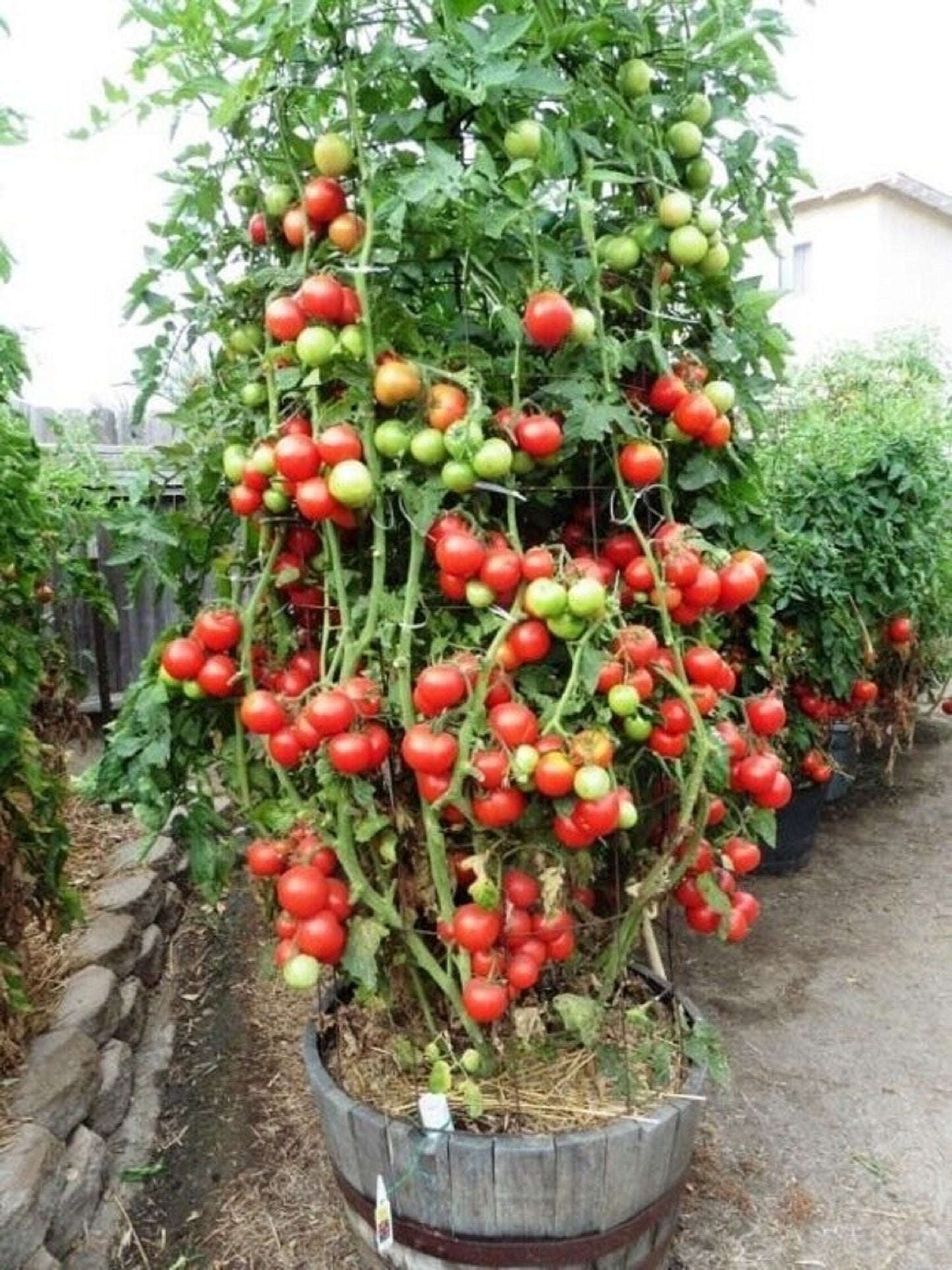 Giant Tree Tomato – Heirloom Vegetable Seeds