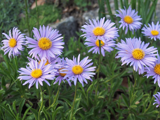 Aster Alpine Blue Aster Alpinus – Colorful Garden Flower Seeds