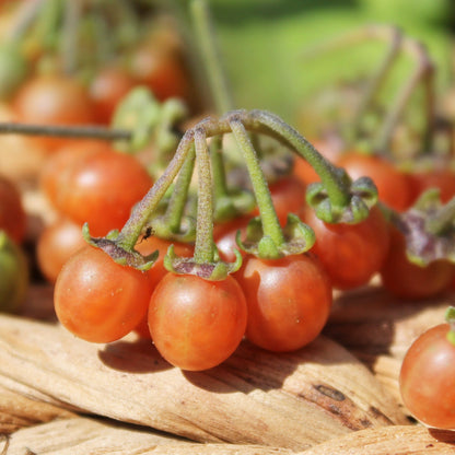Orange Otricoli Berry – Fruit Garden Seeds