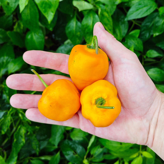 Honey Badger Manzanorocoto – Garden Vegetable Seeds