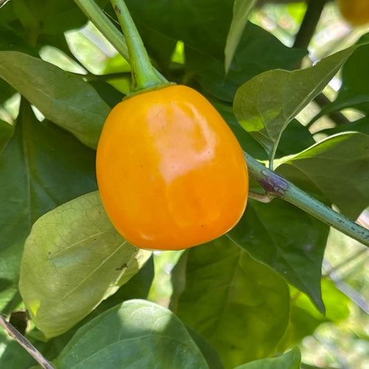 Jumbo Yellow Rocoto – Garden Vegetable Seeds
