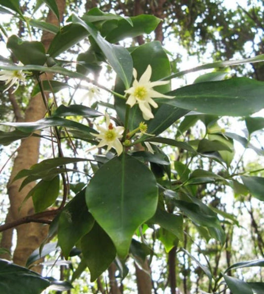 Chinese Star Anise Illicium Verum – Fragrant Shrub Tree Seeds