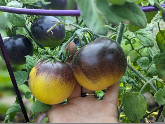Wooly Kate Yellow Tomato – Heirloom Vegetable Seeds