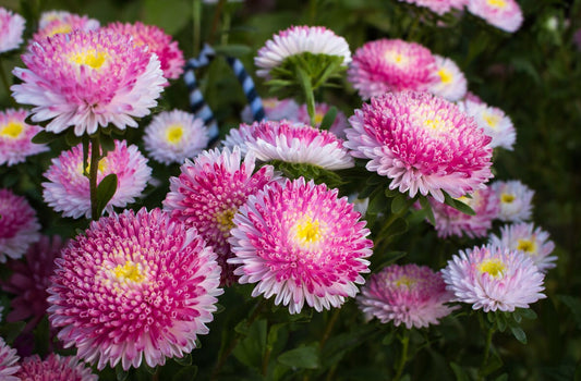 Aster Callistephus Chinensis – Pompon Hinomaru Flower Seeds