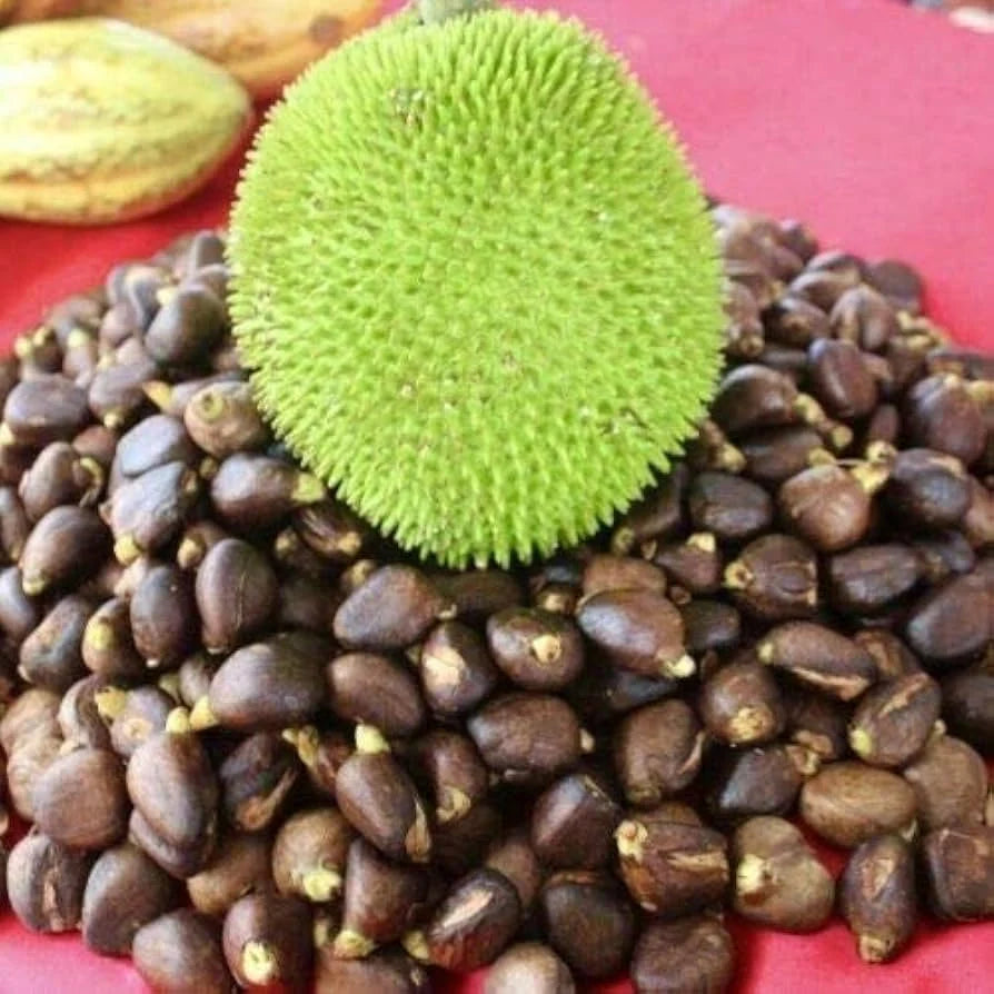Breadfruit (Artocarpus altilis) Seeds for Planting – Heirloom, Non-GMO, Easy to Grow, Fruit-Bearing Tree