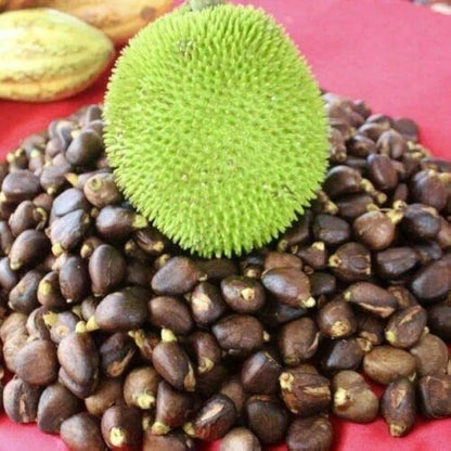 Breadfruit (Artocarpus altilis) Seeds for Planting – Heirloom, Non-GMO, Easy to Grow, Fruit-Bearing Tree