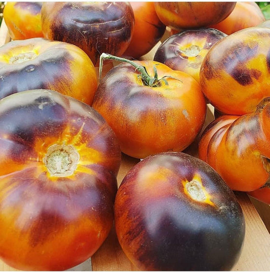 Lucid Gem Tomato + – Vegetable Seeds