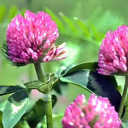 Red Clover (Trifolium pratense) Seeds for Planting – Heirloom, Non-GMO, Bee-Friendly, Soil-Enriching, Easy to Grow, Perennial