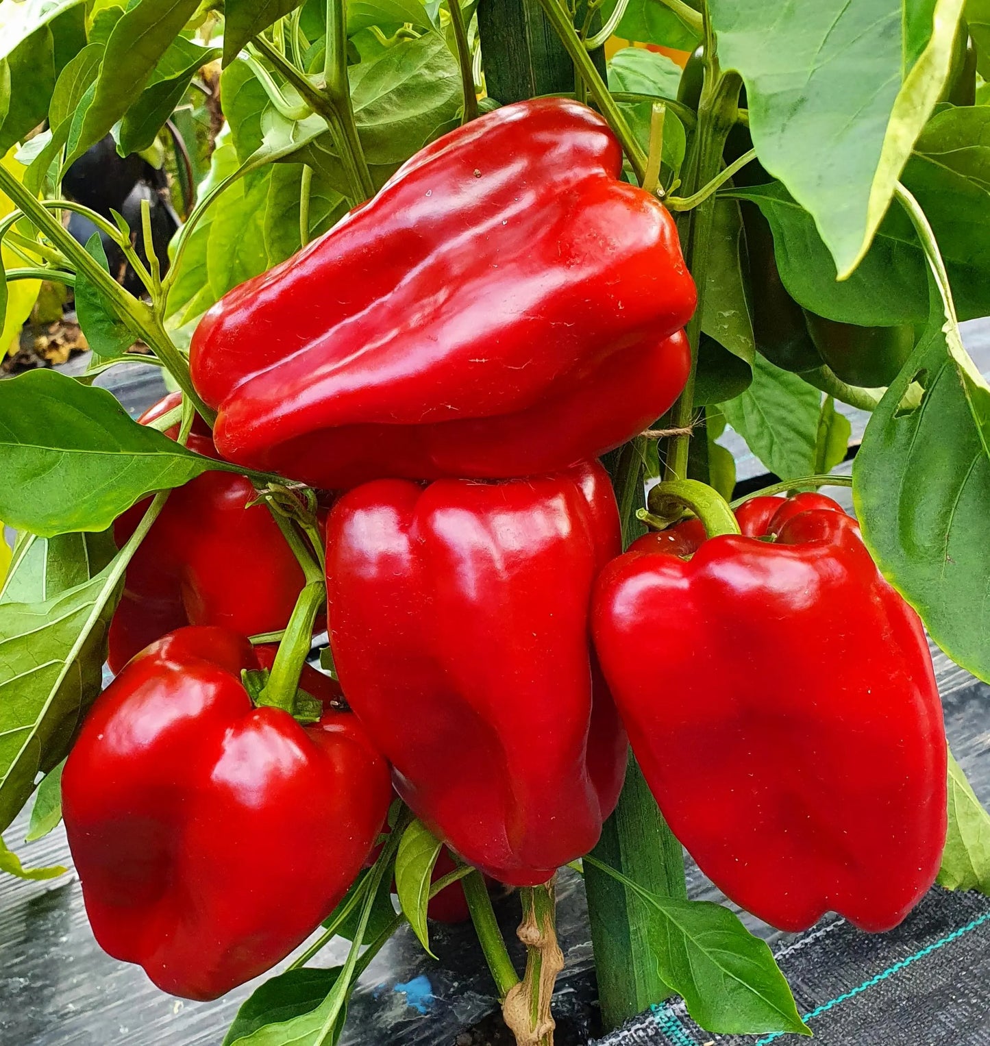 Ajvarsky Pepper – Thick-Walled Heirloom Vegetable Garden Seeds