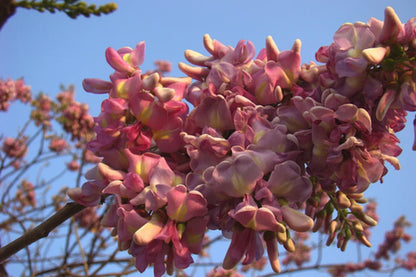 Gliricidia Sepium – Flowering Nitrogen Fixing Multipurpose Tree Seeds