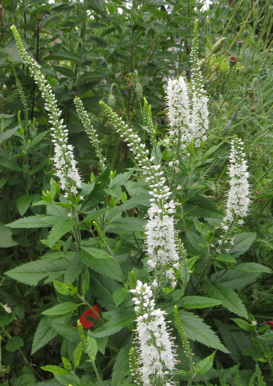 Culvers Root Veronicastrum Virginicum – Perennial Wildflower Garden Seeds