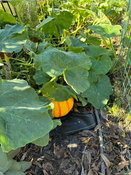 Warty Gnome Mini Pumpkin Seeds for Planting