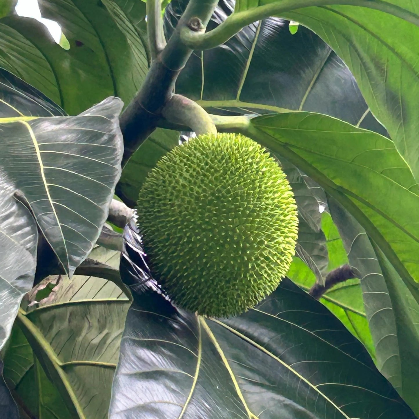 Breadfruit (Artocarpus altilis) Seeds for Planting – Heirloom, Non-GMO, Easy to Grow, Fruit-Bearing Tree