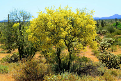 Yellow Palo Verde Parkinsonia Microphylla – Desert Tree Seeds