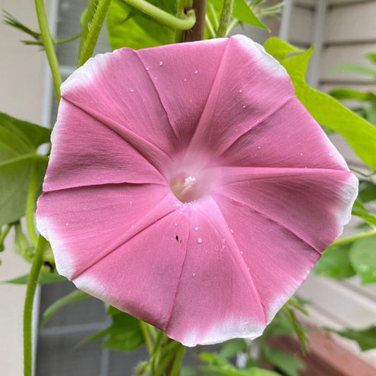 Chocolate Blizzard Fuji – Garden Flower Seeds