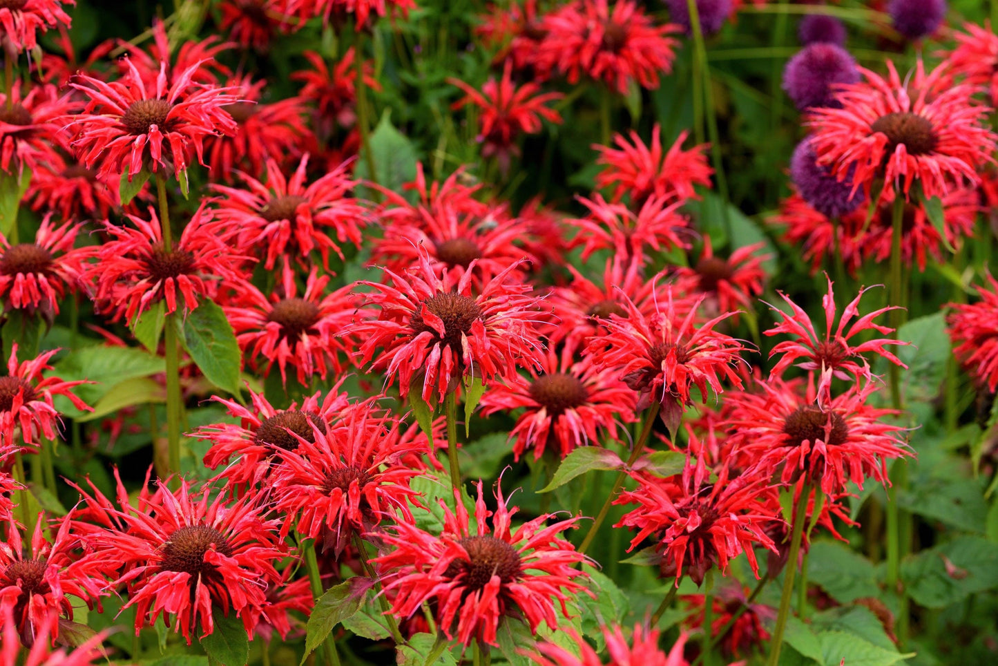 Bee Balm Panorama Mix Monarda Didyma – Colorful Garden Flower Seeds
