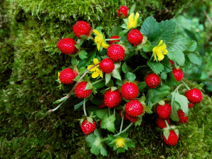 Indian Strawberry Duchesnea Indica – Groundcover Fruit Seeds