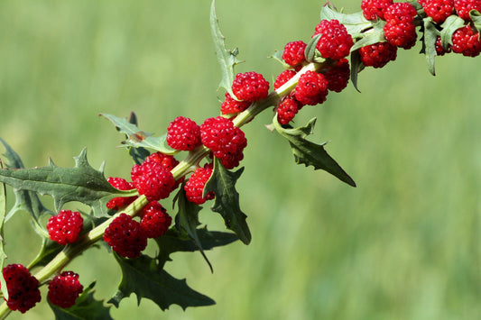 Spinach Strawberry Sticks Chenopodium Foliosum – Vegetable Garden Seeds