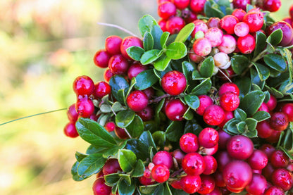 Mountain Cranberry Vaccinum – Perennial Fruit Seeds