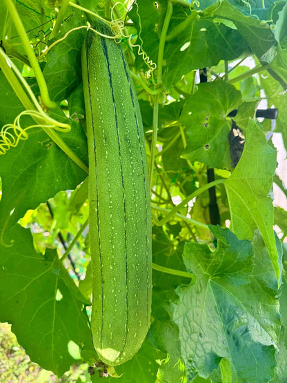 Smooth or Ridged gourdsAngled LuffaChinese OkraSponge gourdsLuffa Seeds - Flower Seeds
