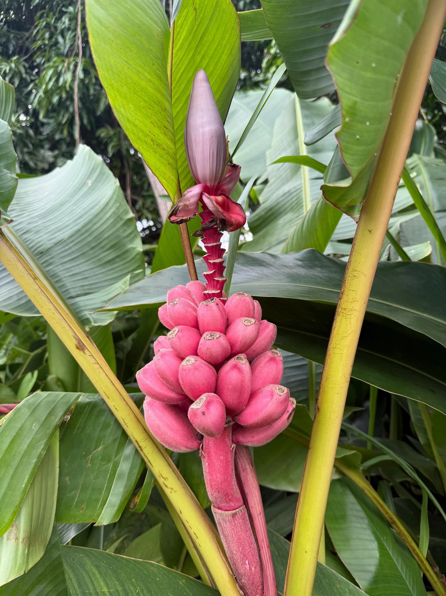 Ornamental Banana Tree – Dwarf Perennial Garden Plant Seeds