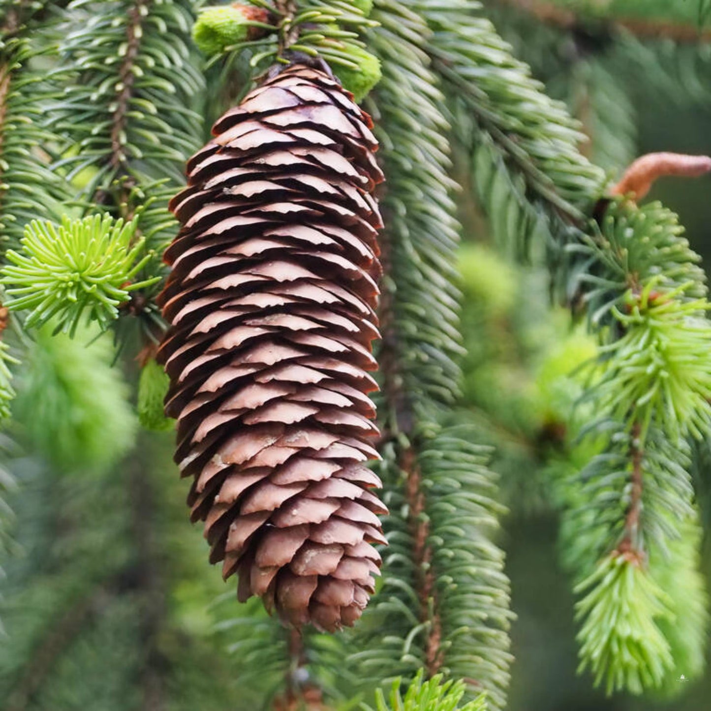 Norway Spruce Picea Abies – Evergreen Tree Seeds