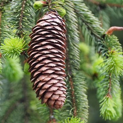 Norway Spruce Picea Abies – Evergreen Tree Seeds