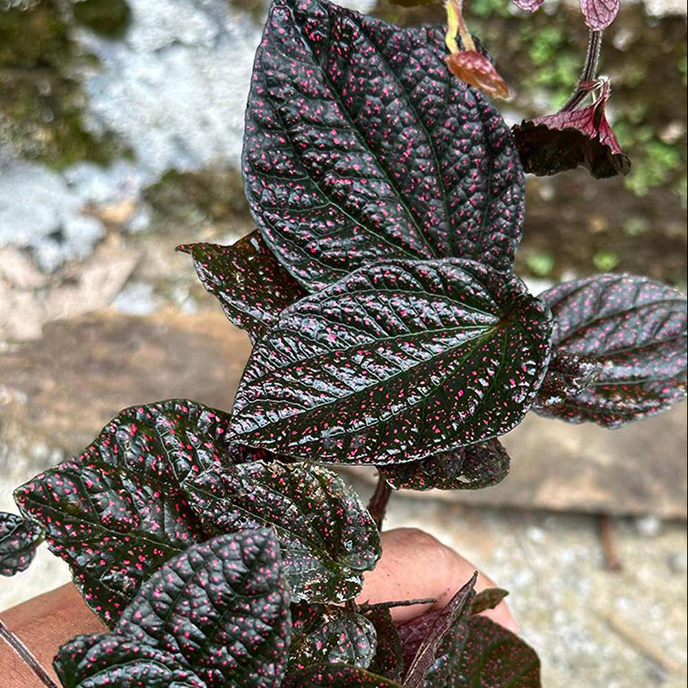 Red Piper Sp Borneo Live Exotic Tropical Plant – Colorful Flower Seeds