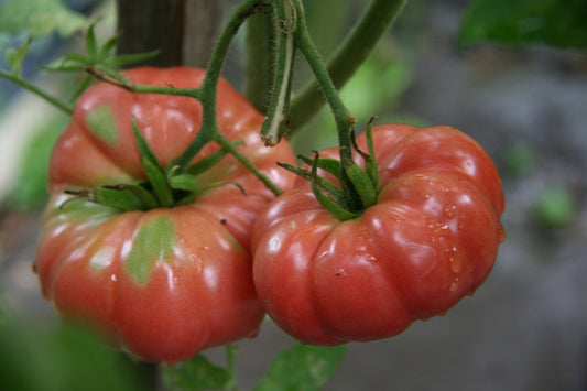 Giant Belgium Tomato – Heirloom Vegetable Seeds