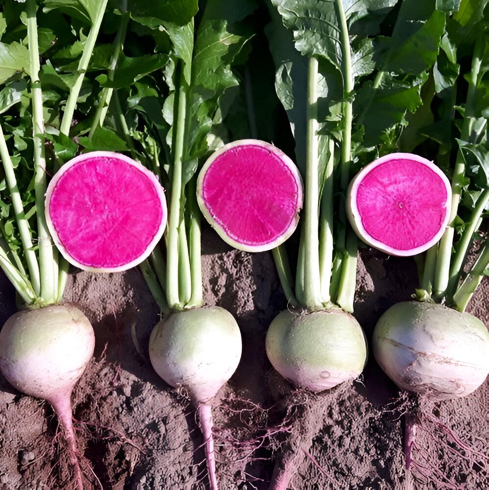 Watermelon Radish Seeds – Garden Fruit Seeds