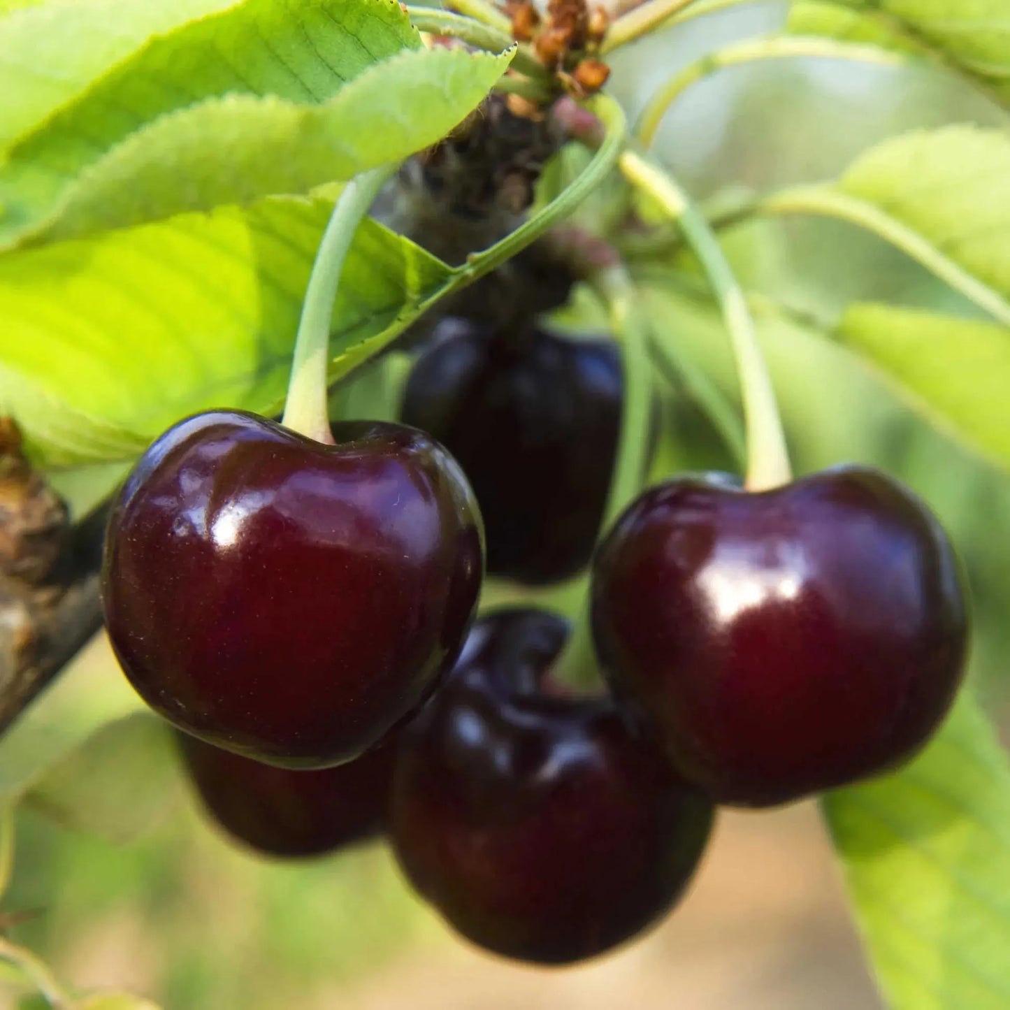 Black Cherry – Garden Fruit Seeds