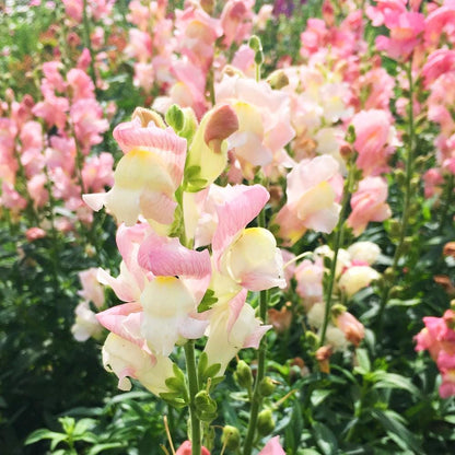 Snapdragon Antirrhinum Lipstick – Colorful Flower Seeds