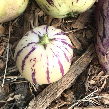 Pepino ‘Vista Striped’ Seeds – Heirloom, Non-GMO, Striped Melon-Pear Variety for Planting