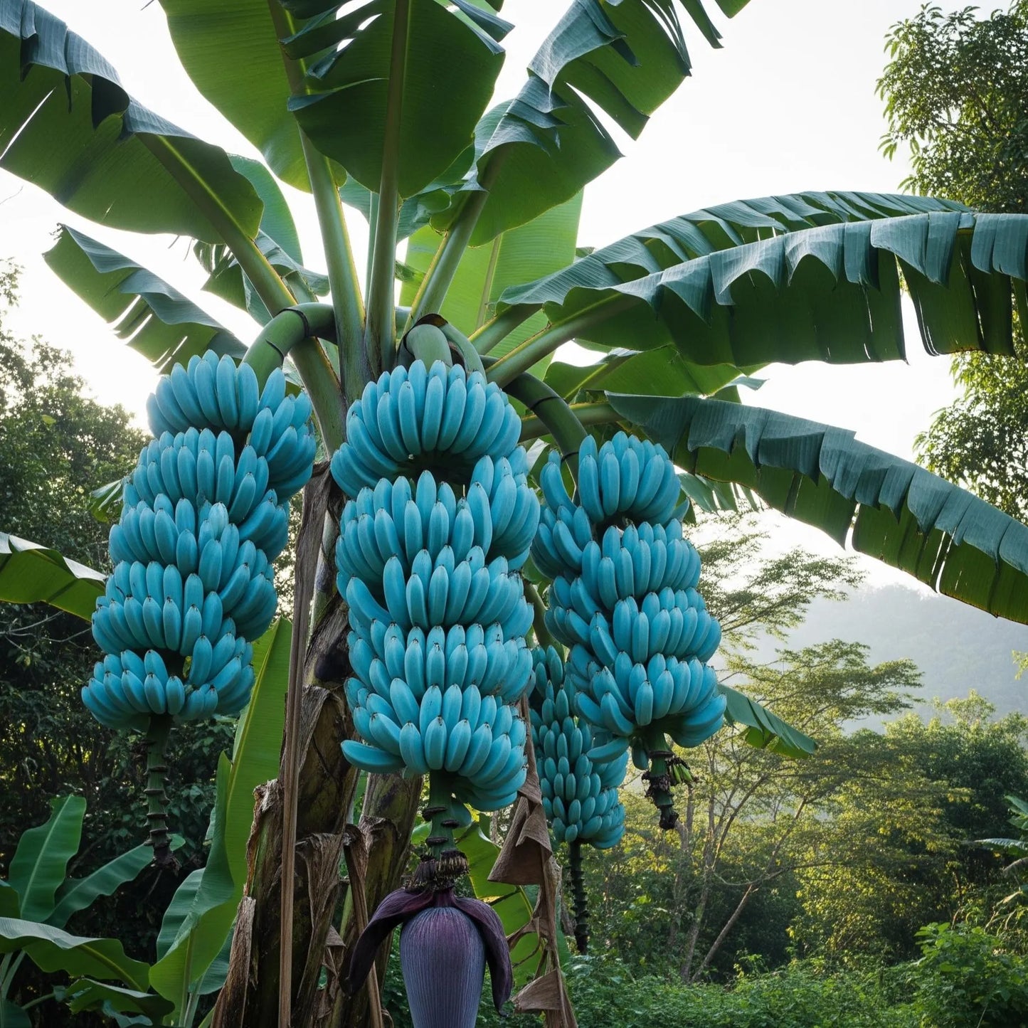 Blue Banana Seeds for Planting – Heirloom, Non-GMO, Musa Blue Java Type, Easy to Grow