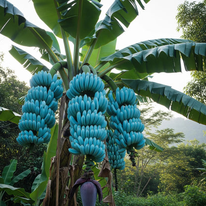 Blue Banana Seeds for Planting – Heirloom, Non-GMO, Musa Blue Java Type, Easy to Grow