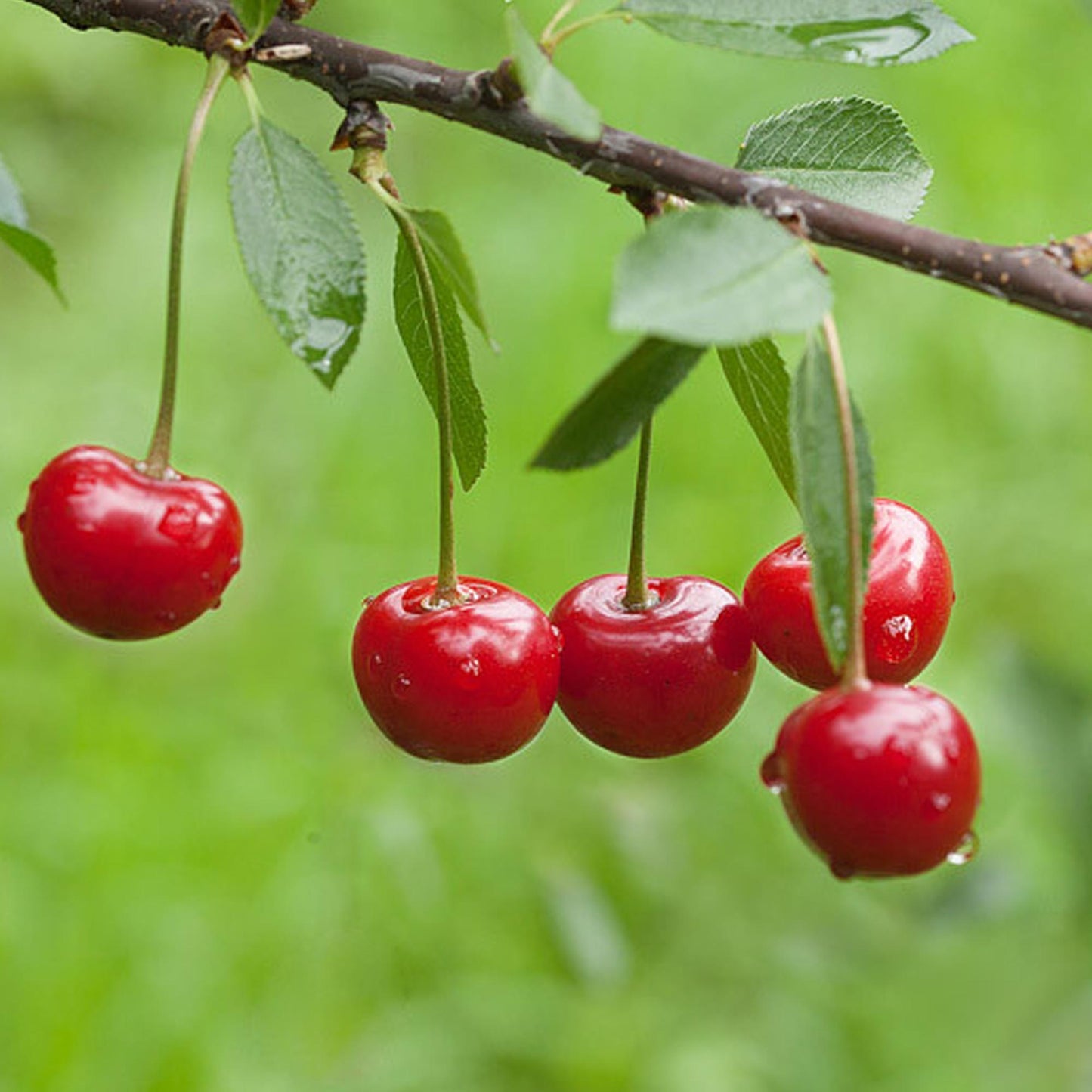 Cherry (Prunus avium) Seeds for Planting – Heirloom, Non-GMO, Easy to Grow, Fruit-Bearing Variety