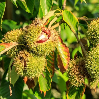 Chestnut (Castanea spp.) Seeds for Planting – Heirloom, Non-GMO, Hardy Tree Variety, Easy to Grow