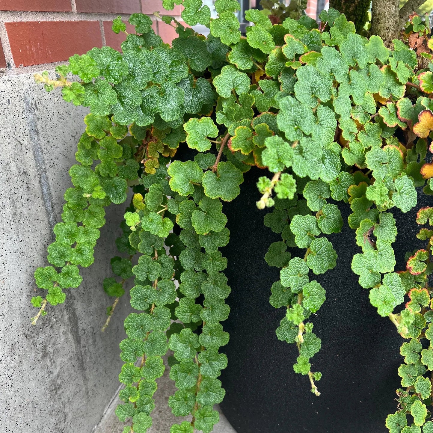 Dichondra “Emerald Carpet” Seeds for Planting – Heirloom, Non-GMO, Low-Growing Groundcover, Easy to Grow, Perennial