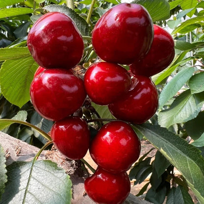 Cherry (Prunus avium) Seeds for Planting – Heirloom, Non-GMO, Easy to Grow, Fruit-Bearing Variety