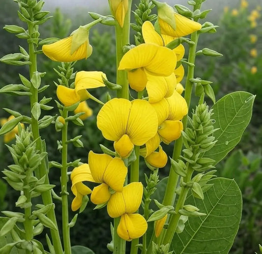 Cat’s Bell Flower Crotalaria Spectabilis – Perennial Flower Seeds