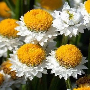 Ammobium Alatum Grandiflorum – Hardy Garden Flower Seeds