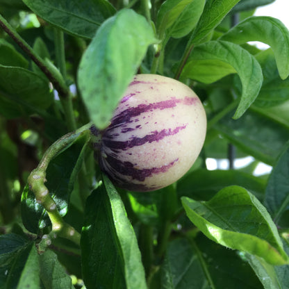 Pepino ‘Vista Striped’ Seeds – Heirloom, Non-GMO, Striped Melon-Pear Variety for Planting