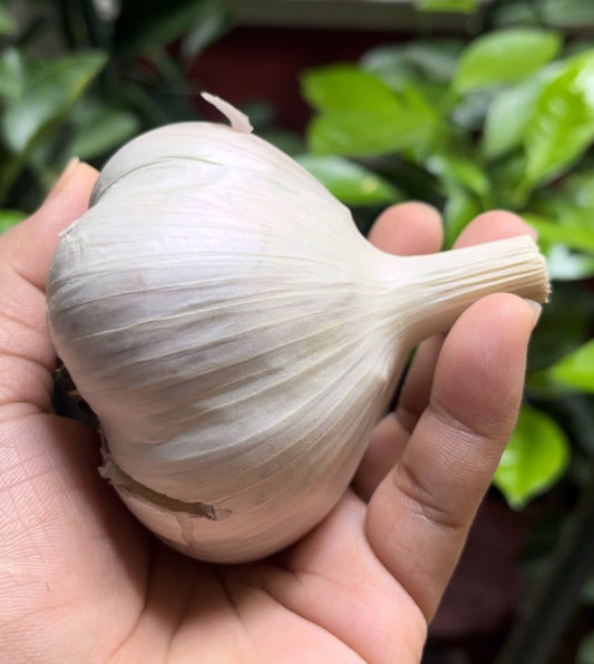Elephant Garlic Allium Ampeloprasum – Hardy Vegetable Seeds