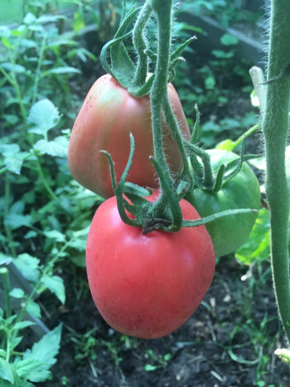 Legenda Tarasenko Tomato – Heirloom Vegetable Garden Seeds