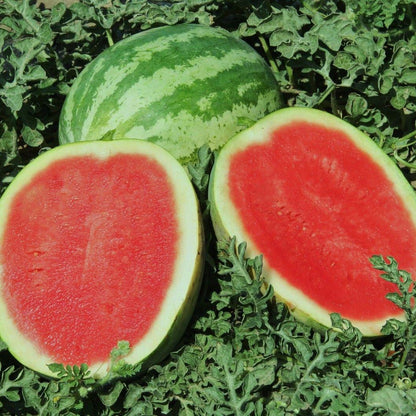 Crimson Sweet Watermelon Seeds – Heirloom, Non-GMO, High-Yield Sweet Red Flesh Variety