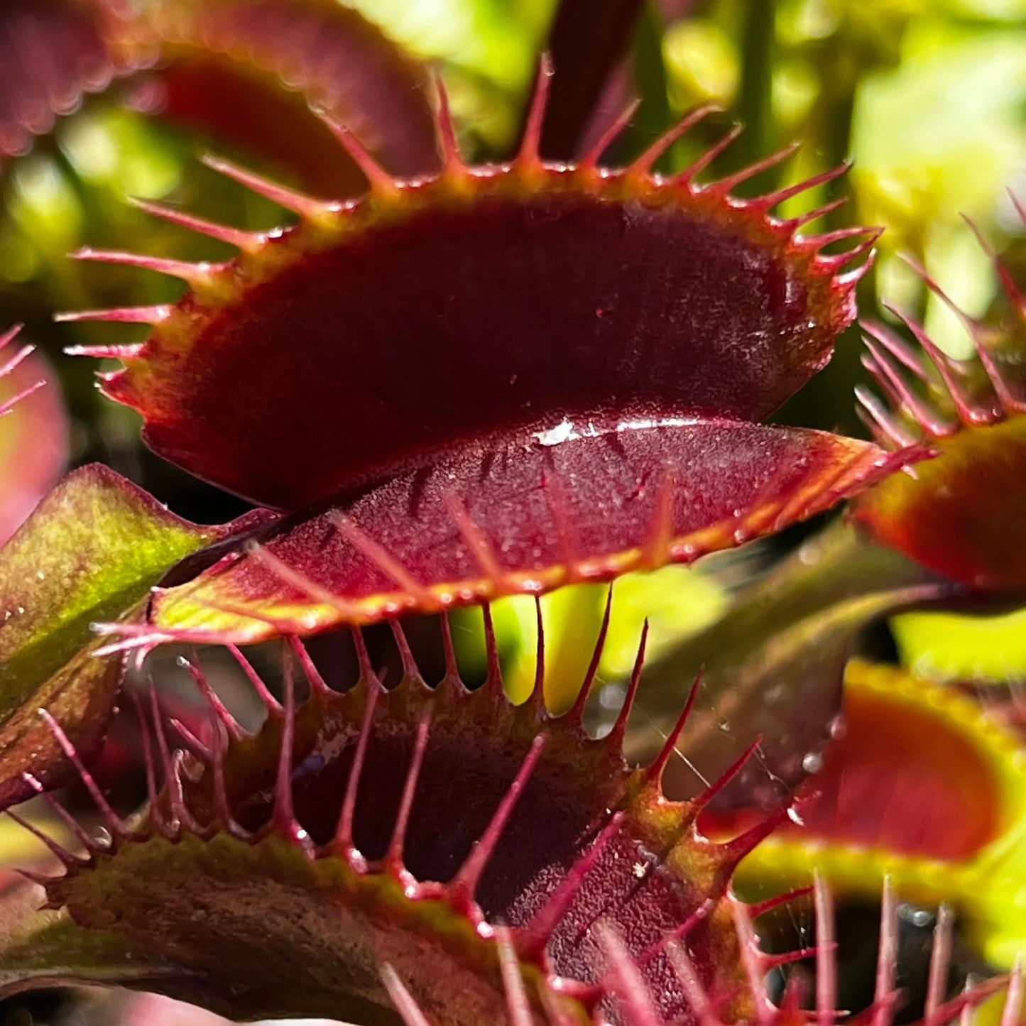 Venus Flytrap ‘Akai Ryu’ Seeds – Heirloom, Non-GMO, Carnivorous Plant Variety